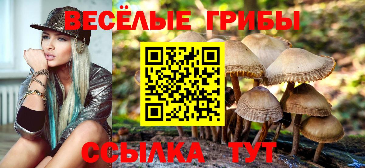 Галлюциногенные грибы Psilocybe Мценск